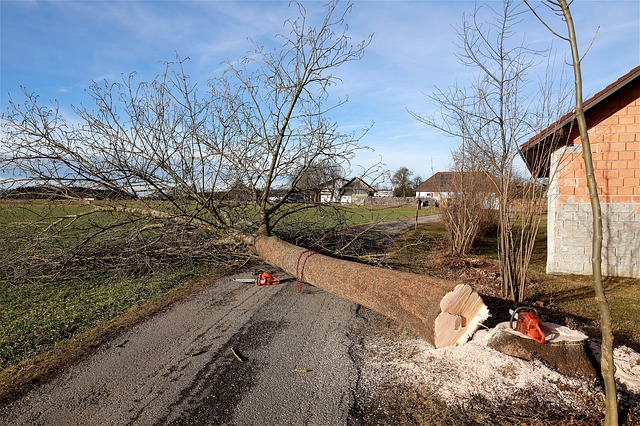 tree removal